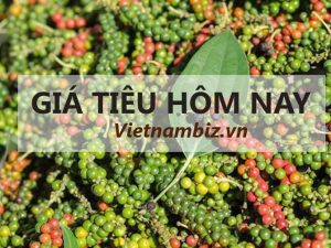 Giá tiêu hôm nay 22/7 | Tin tức & bảng giá trực tuyến mới nhất