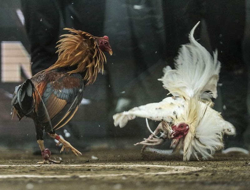 Hình Thức Trực Tiếp Đá Gà Campuchia Có Gì Đặc Sắc Đến Vậy?