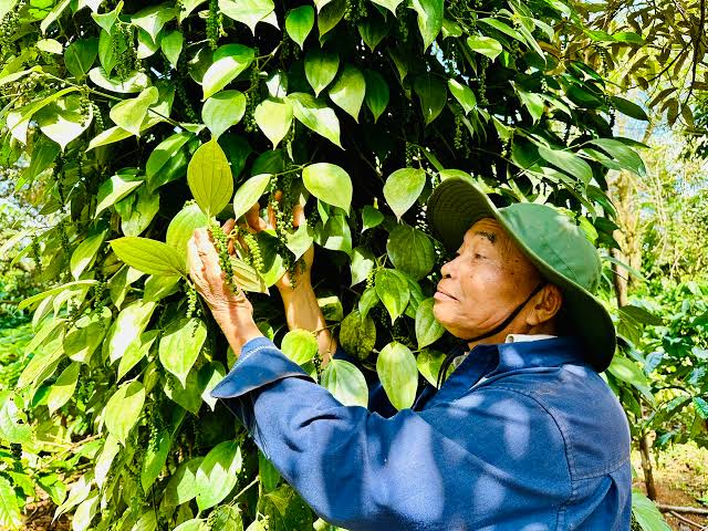 Bệnh chết nhanh trên cây tiêu – nhận biết sớm để giữ vườn Bệnh chết nhanh trên cây tiêu – nhận biết sớm để giữ vườn